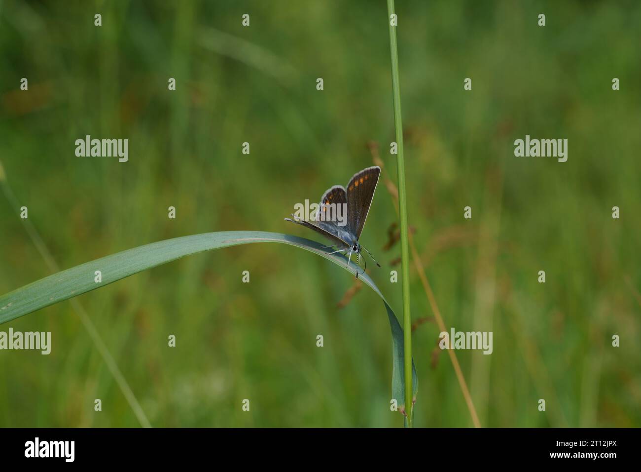 Polyommatus icarus famille Lycaenidae genre Polyommatus European Common Blue Butterfly nature sauvage photographie d'insectes, image, papier peint Banque D'Images