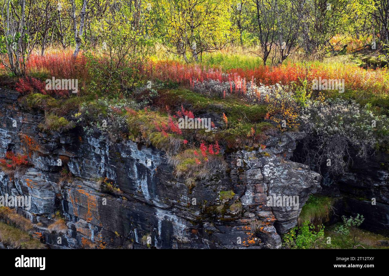 14 septembre 2023 : la saison d'automne est relativement courte dans le nord de la Suède ; cependant, les couleurs sont éblouissantes dans le canyon Abisko près du sentier Kungsleden, également connu sous le nom de sentier du roi. Parc national d'Abisko, Abisko, Suède. Le Kungsleden est l'un des plus beaux sentiers de randonnée longue distance du monde. Le sentier fait plus de 430 km de long et va d'Abisko au nord au terminus sud à Hemavan. Soutenu par 16 chalets de montagne, le sentier est populaire pour les randonneurs pendant les mois d'été et pour le ski de randonnée pendant l'hiver. Banque D'Images