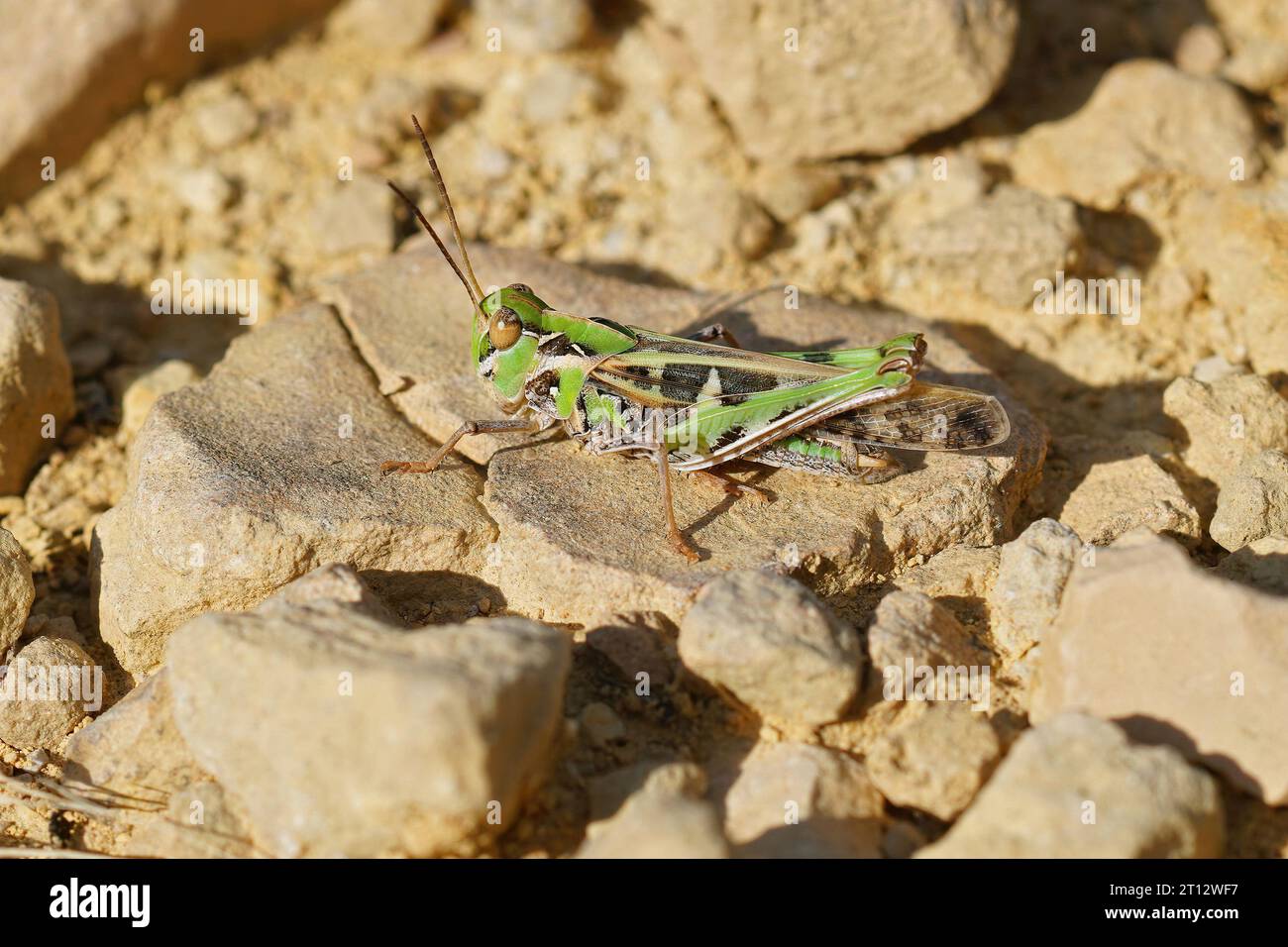 Gros plan détaillé sur la magnifique sauterelle méditerranéenne, Oedaleus decorus assis sur le sol Banque D'Images