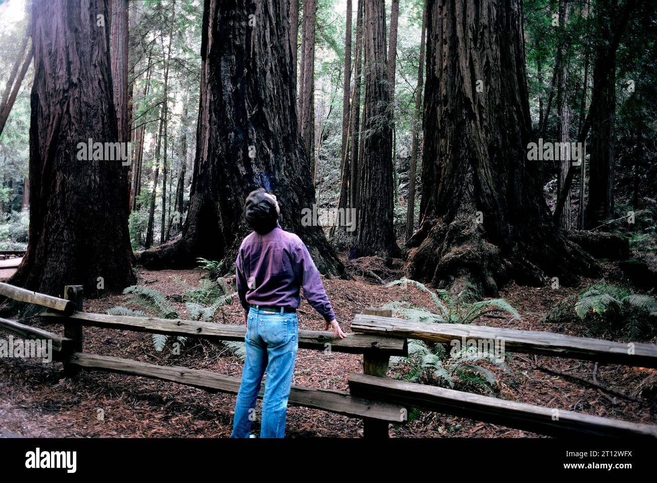 Regardant un grand séquoia dans la réserve naturelle Armstrong Redwoods State Natural Reserve, comté de Sonoma, Californie, États-Unis Banque D'Images