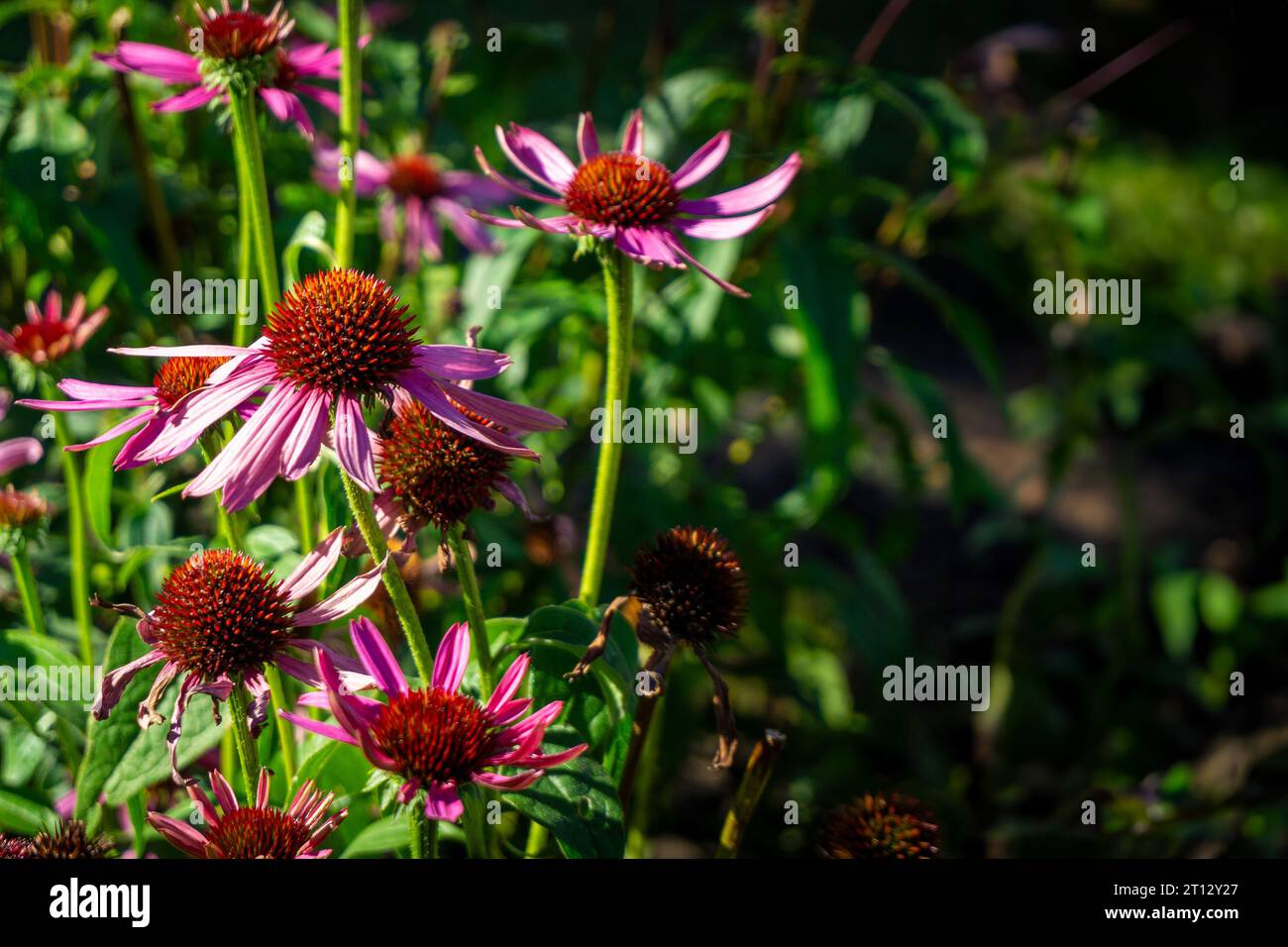 Fleurs d'échinacée à base de plantes ou Coneflowers dans un jardin avec espace de copie. Banque D'Images