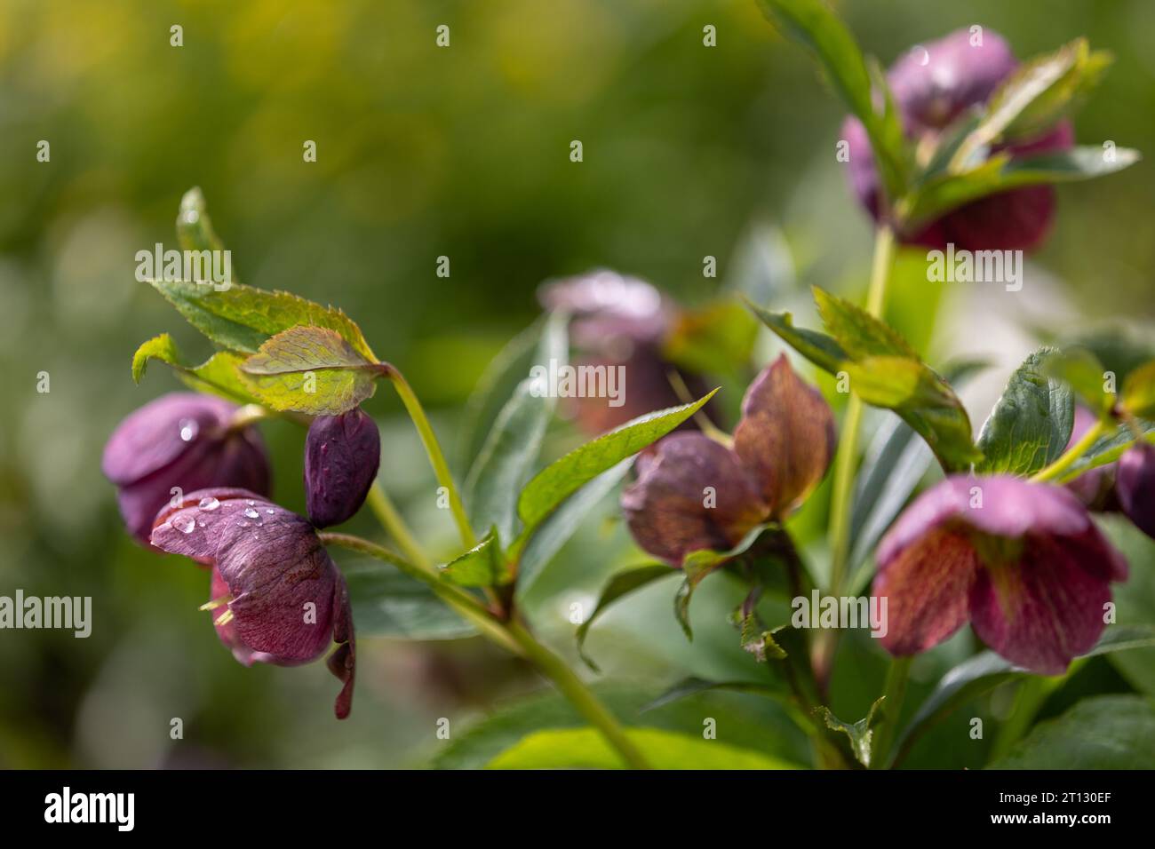 Gros plan de roses de Noël violettes (helleborus niger) avec fond flou Banque D'Images