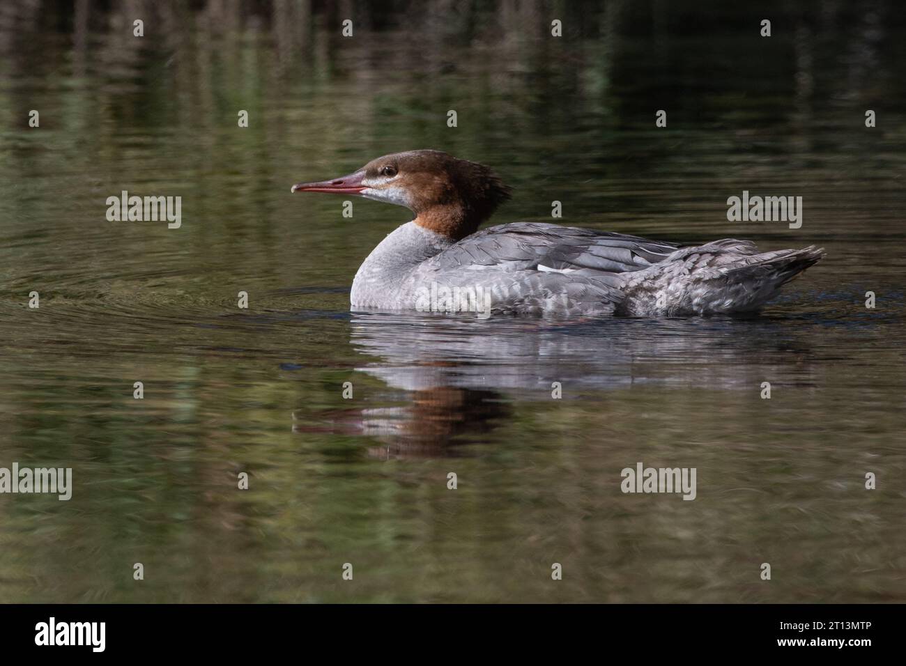 Le merganser commun, Mergus merganser, une espèce de canard de pêche flottant sur l'eau. Banque D'Images