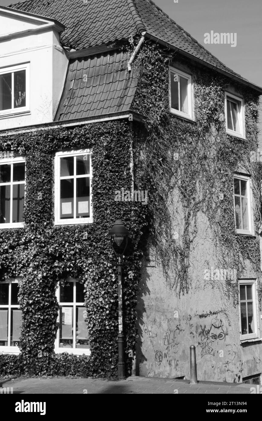 Bâtiment avec les buissons d'escalade en noir et blanc Banque D'Images