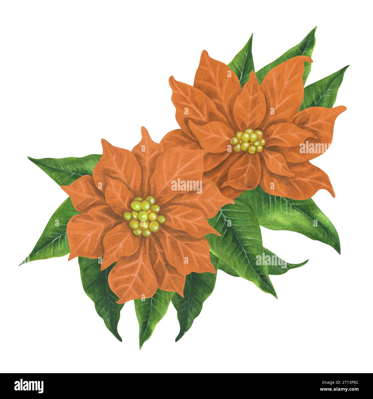 Fleurs de poinsettia de Noël aquarelle abricot. Les éléments sont isolés sur un fond blanc. Banque D'Images