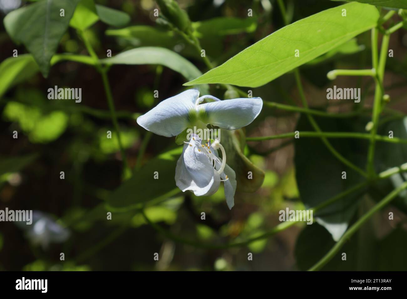 Vue d'une fleur de haricot ailé (Psophocarpus Tetragonolobus) entièrement fleurie. La fleur est ouverte et révèle le Pistil et l'étamine de la fleur Banque D'Images