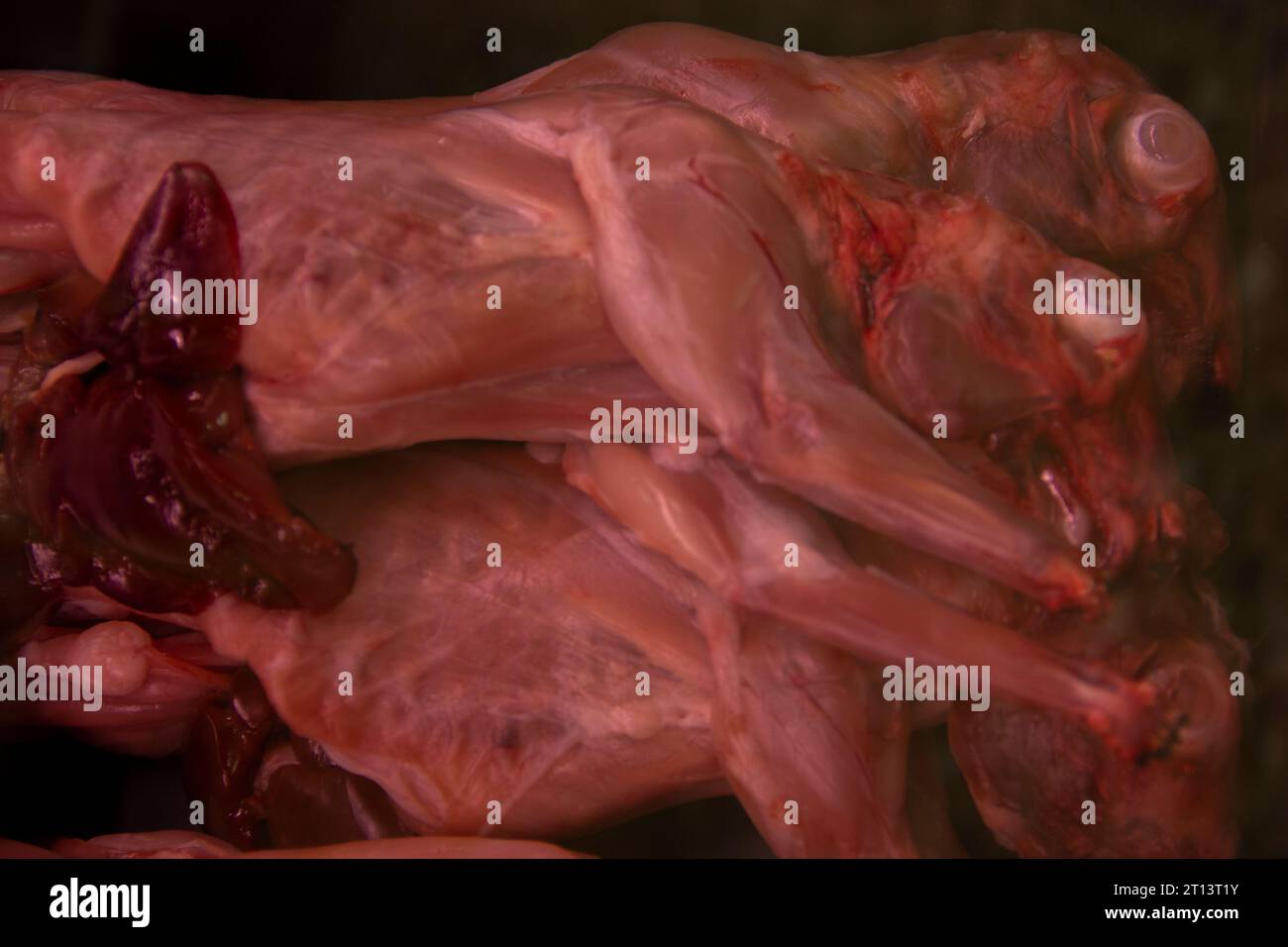 La vie des lapins dans les boucheries d'Espagne / la vida de los conejos en las carnicerías de España Banque D'Images