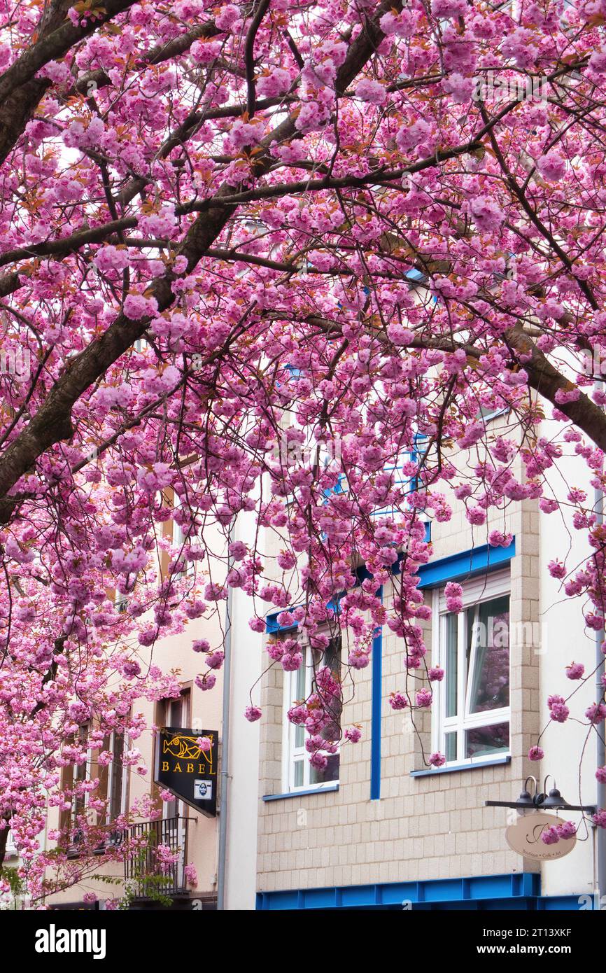 Bonn, Allemagne - 16 avril 2021 : fleurs de cerisier rose sur un arbre devant un bâtiment avec des garnitures bleues un jour de printemps à Bonn, en Allemagne. Banque D'Images
