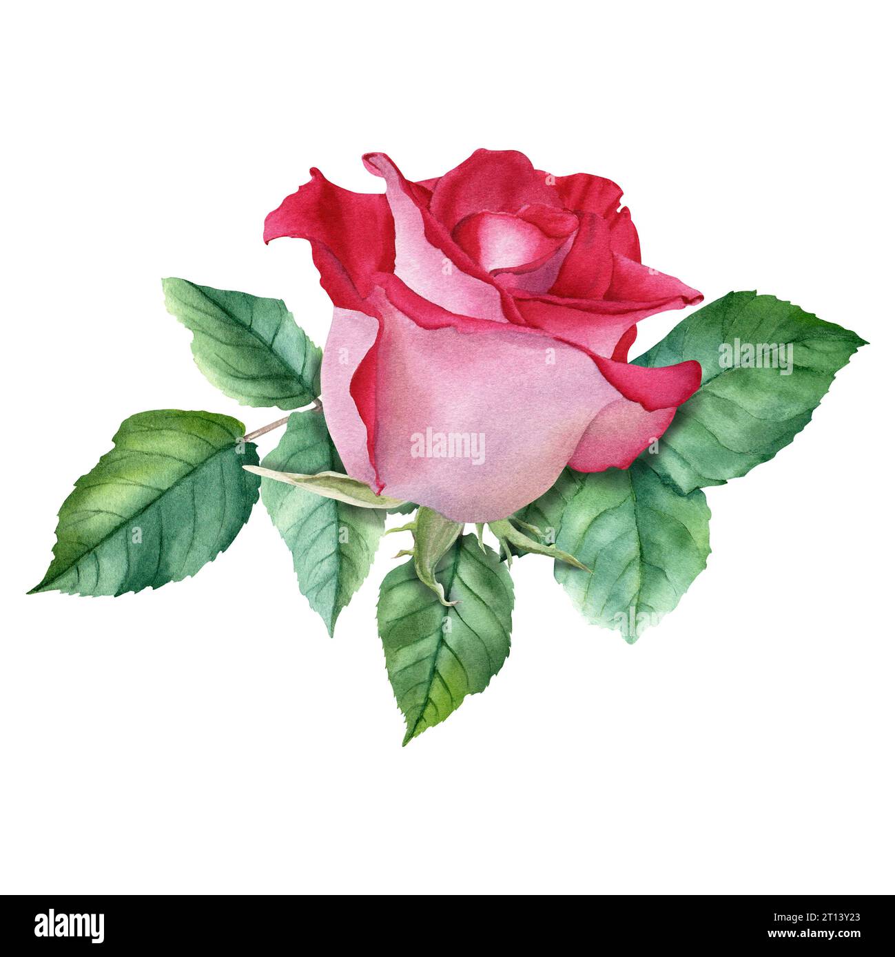 Une composition avec fleur de rose rouge et feuilles. Aquarelle Illustration isolé sur blanc pour cartes invitation clipart Banque D'Images