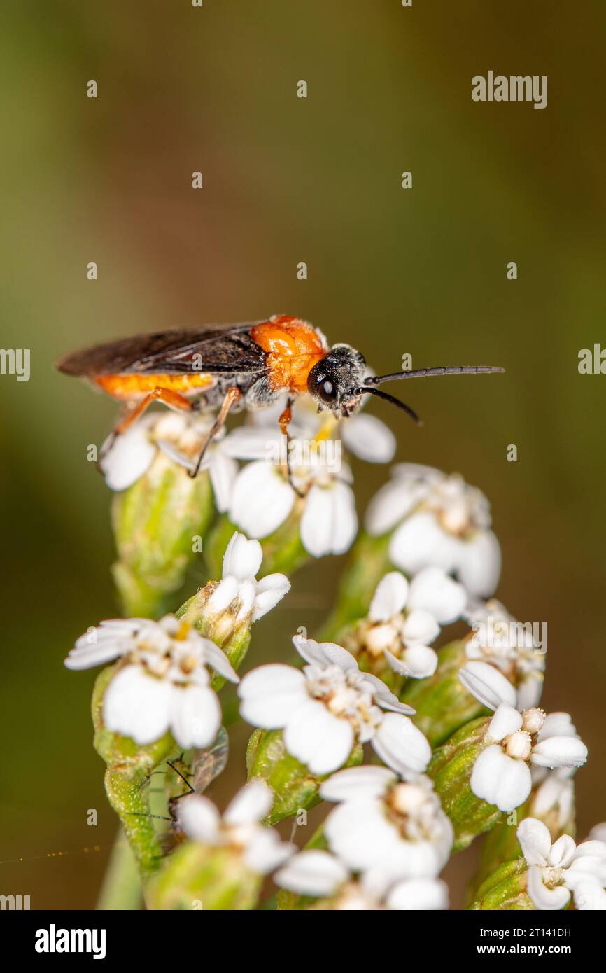 Athalia rosae, insecte magnifiquement coloré se nourrit de nectar, vue de côté Banque D'Images