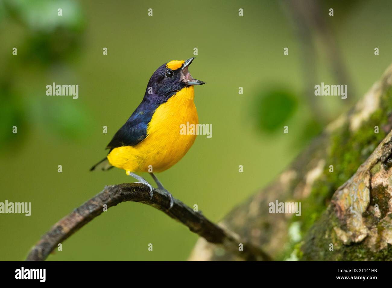 L'euphonie violacée (Euphonia violacea) est un petit oiseau passerin de la famille des vrais finch Fringillidae. Banque D'Images
