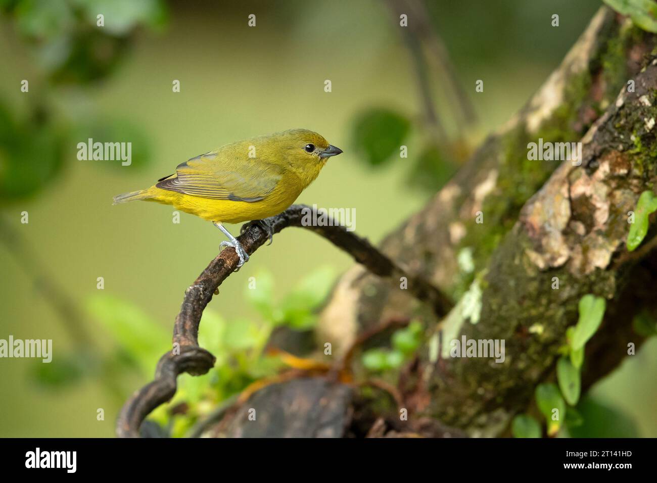 L'euphonie violacée (Euphonia violacea) est un petit oiseau passerin de la famille des vrais finch Fringillidae. Banque D'Images