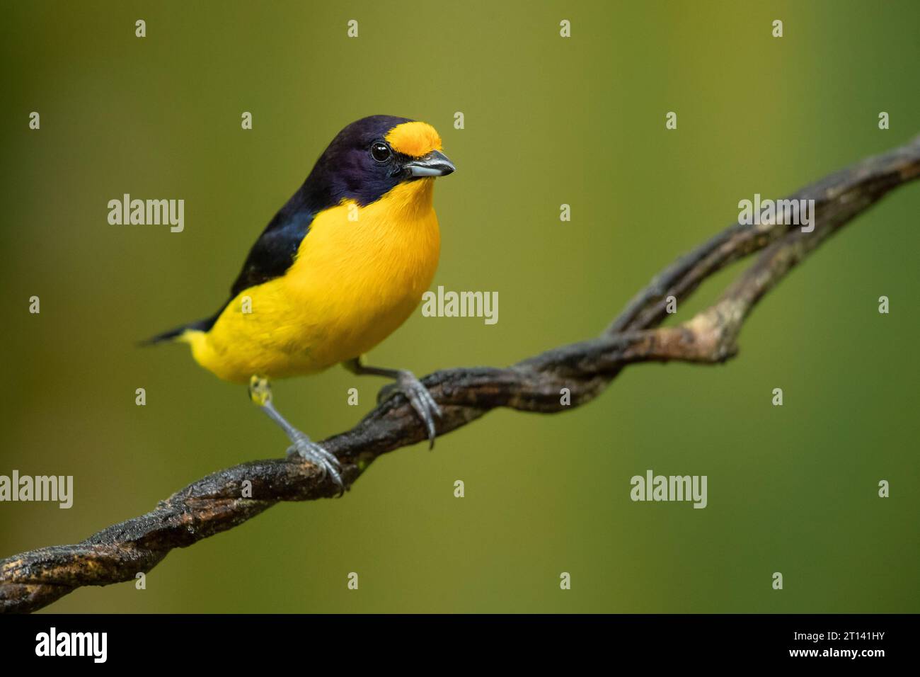 L'euphonie violacée (Euphonia violacea) est un petit oiseau passerin de la famille des vrais finch Fringillidae. Banque D'Images