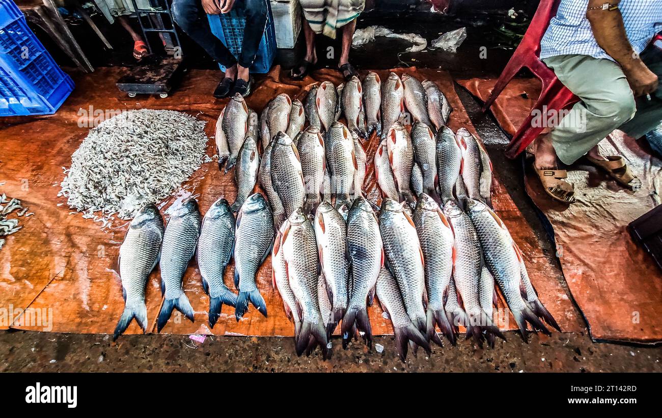 Les poissons sont exposés sur un marché aux poissons local à Barishal, au Bangladesh. Banque D'Images