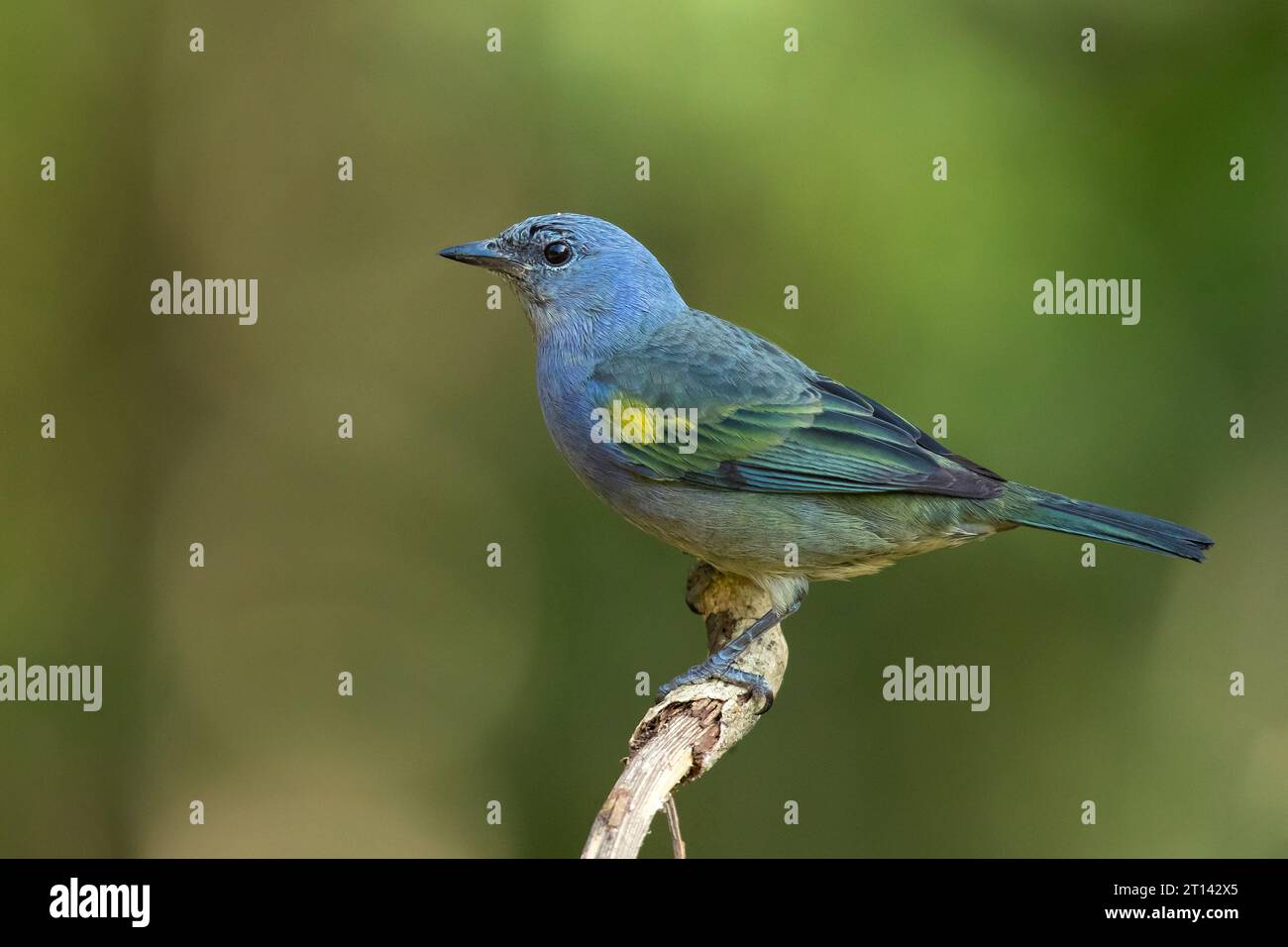 Le tanager à chevrons dorés (Thraupis ornata) est une espèce d'oiseau de la famille des Thraupidae. Il est endémique de Brazi Banque D'Images
