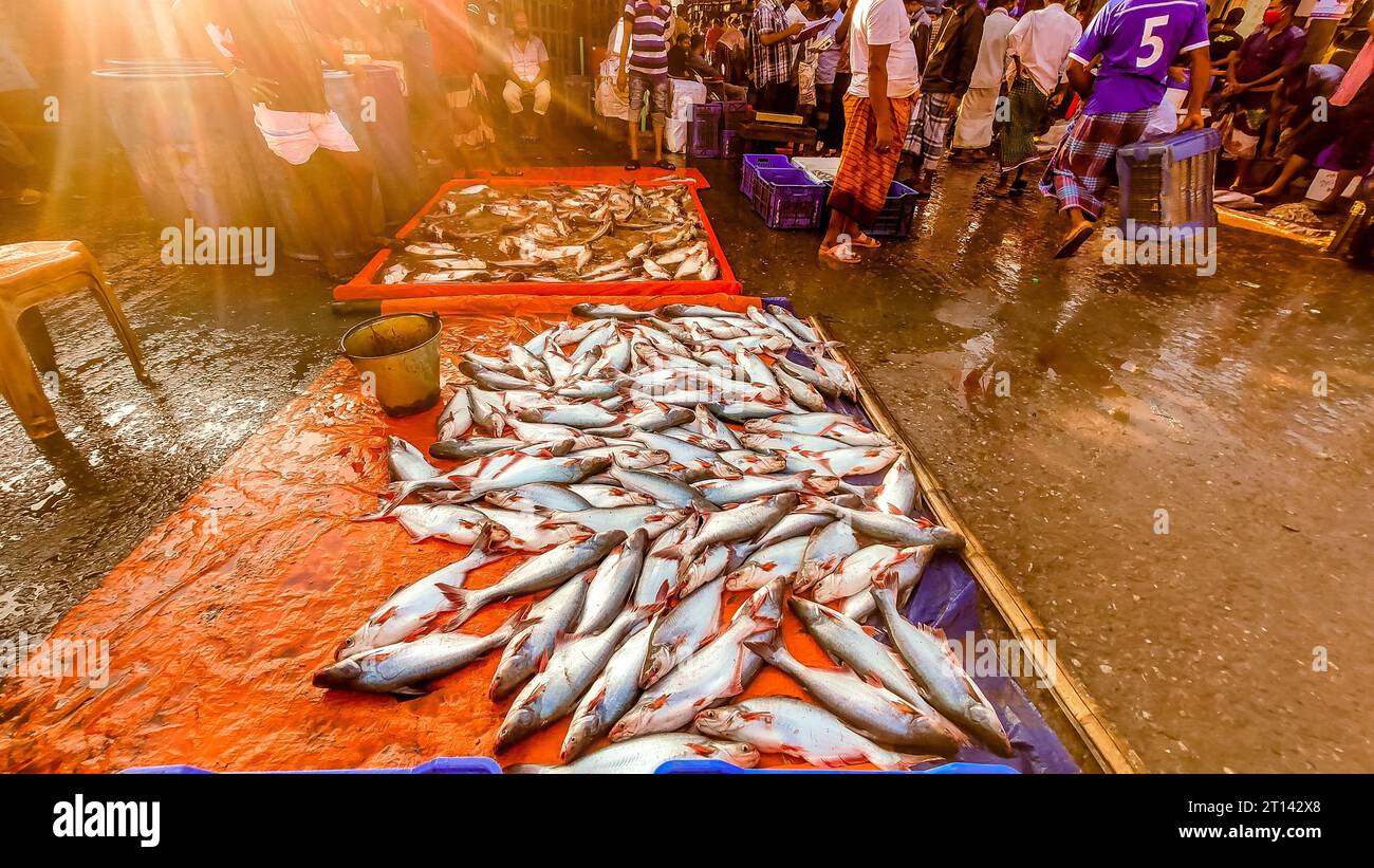 Les poissons sont exposés sur un marché aux poissons local à Barishal, au Bangladesh. Banque D'Images