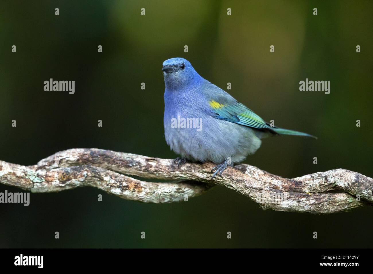 Le tanager à chevrons dorés (Thraupis ornata) est une espèce d'oiseau de la famille des Thraupidae. Il est endémique de Brazi Banque D'Images