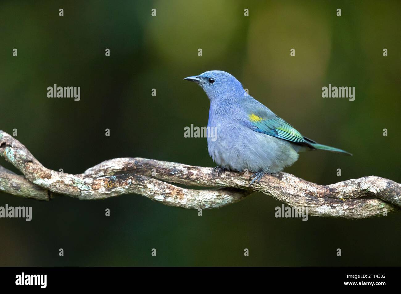 Le tanager à chevrons dorés (Thraupis ornata) est une espèce d'oiseau de la famille des Thraupidae. Il est endémique de Brazi Banque D'Images
