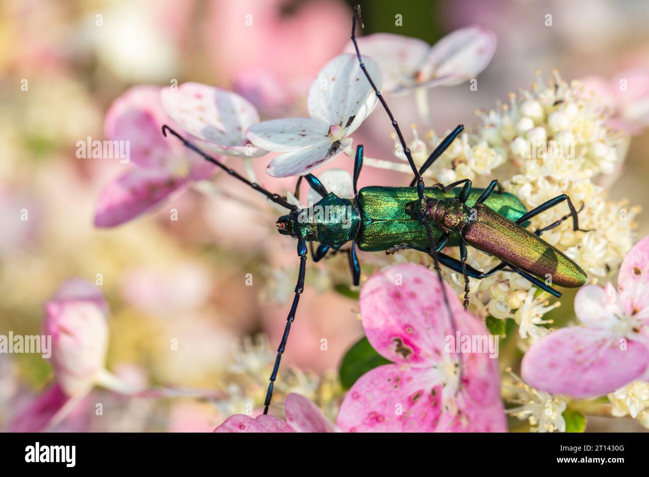 Aromia moschata, coléoptère musqué, par un coléoptère magnifiquement coloré, pendant la copulation, vue de dessus, gros plan Banque D'Images