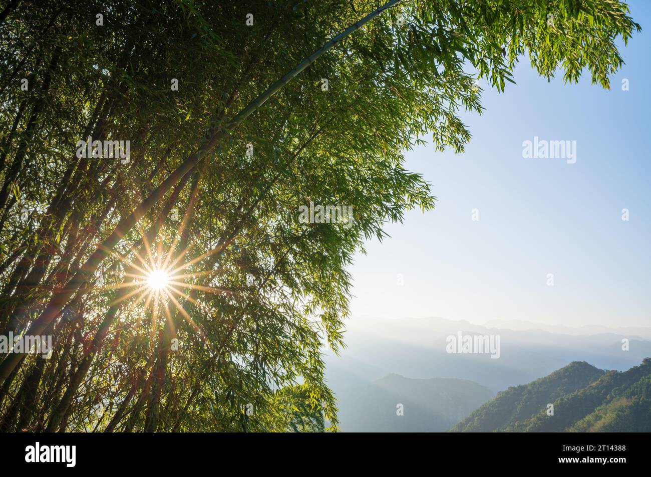 La lumière du soleil scintille à travers la forêt de bambous sur la colline. Le paysage le long de l'autoroute Alishan. Comté de Chiayi, Taïwan. Banque D'Images