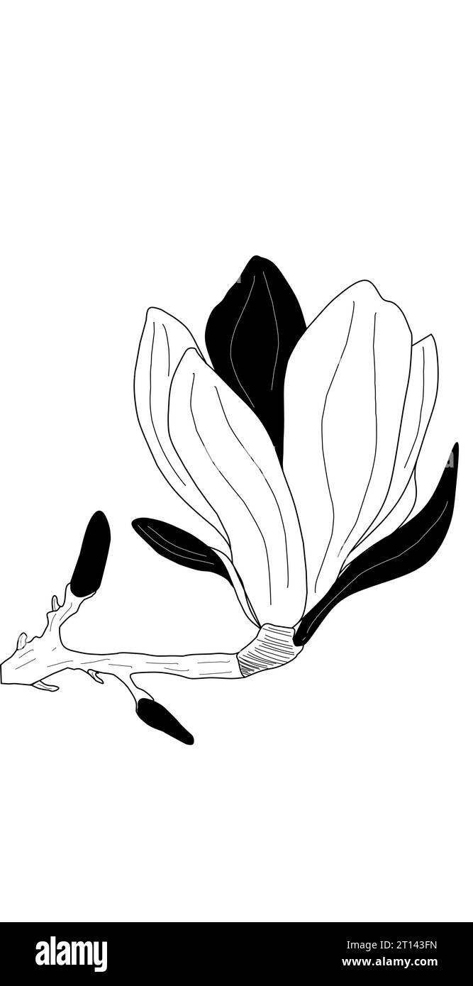 dessin vectoriel de fleur de magnolia dans les graphiques. dessin en noir et blanc sans fond. isolez pour votre entreprise, logo, impression textile. vecteur Illustration de Vecteur