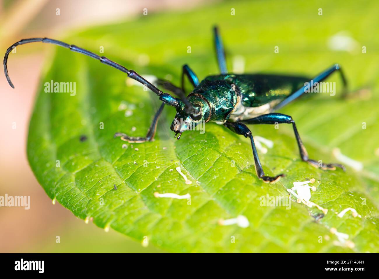 Aromia moschata, coléoptère musqué, par un coléoptère magnifiquement coloré, en gros plan Banque D'Images