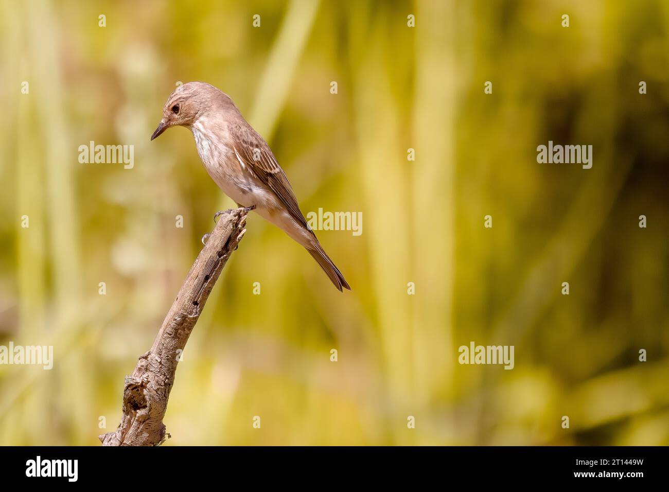 Mignon petit oiseau. Fond de nature verte. Oiseau commun Wheatear du Nord. Oenanthe oenanthe. Banque D'Images