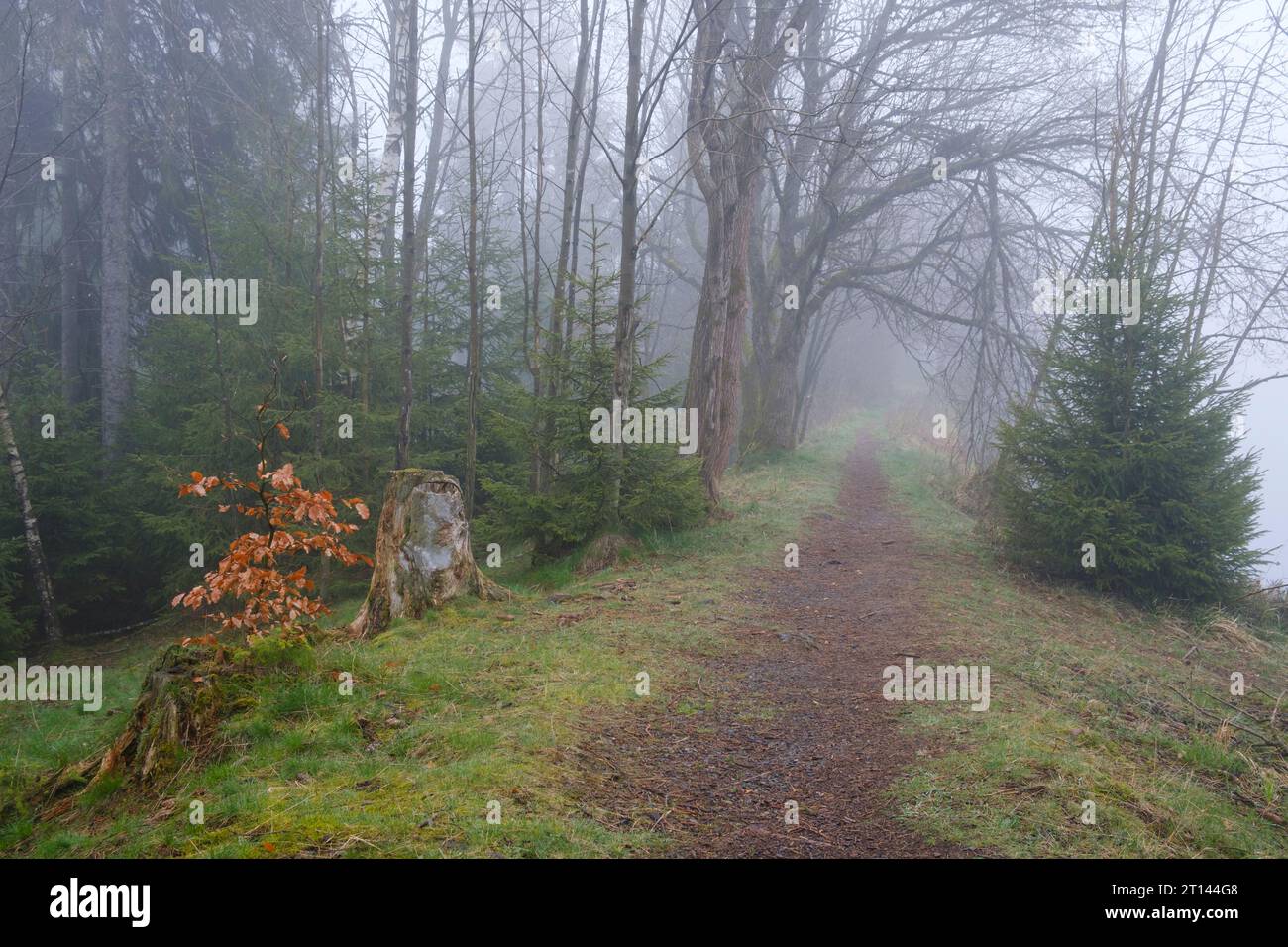 Brouillard au lac Marienteich, parc national Harz Banque D'Images