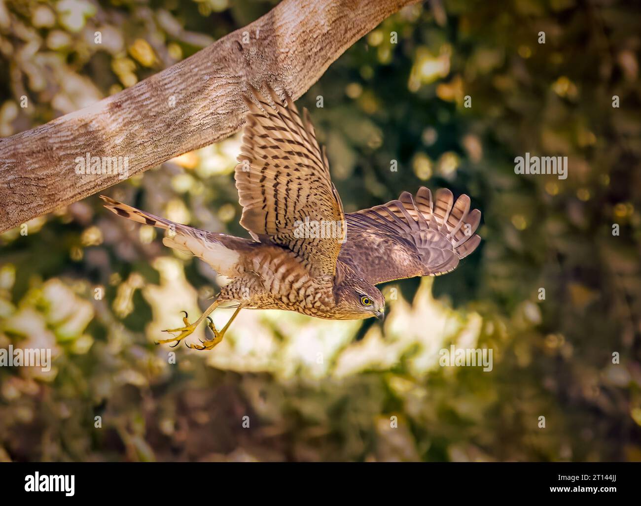 Oiseau à pois brun Moineau femelle assis sur un cerceau en métal avec des yeux jaunes et des pattes jaunes dans le nord de la Pologne Banque D'Images