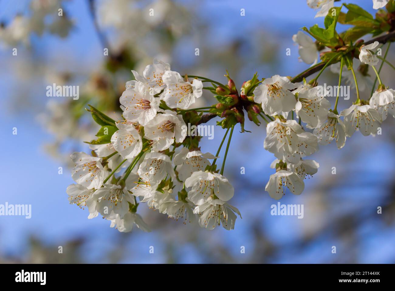Foyer sélectif de belles branches de cerisiers en fleurs sur l'arbre sous ciel bleu, belles fleurs Sakura pendant la saison de printemps dans le parc, Floral Banque D'Images