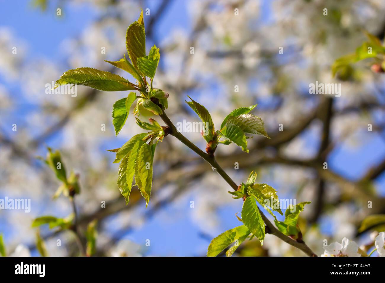 Foyer sélectif de belles branches de cerisiers en fleurs sur l'arbre sous ciel bleu, belles fleurs Sakura pendant la saison de printemps dans le parc, Floral Banque D'Images
