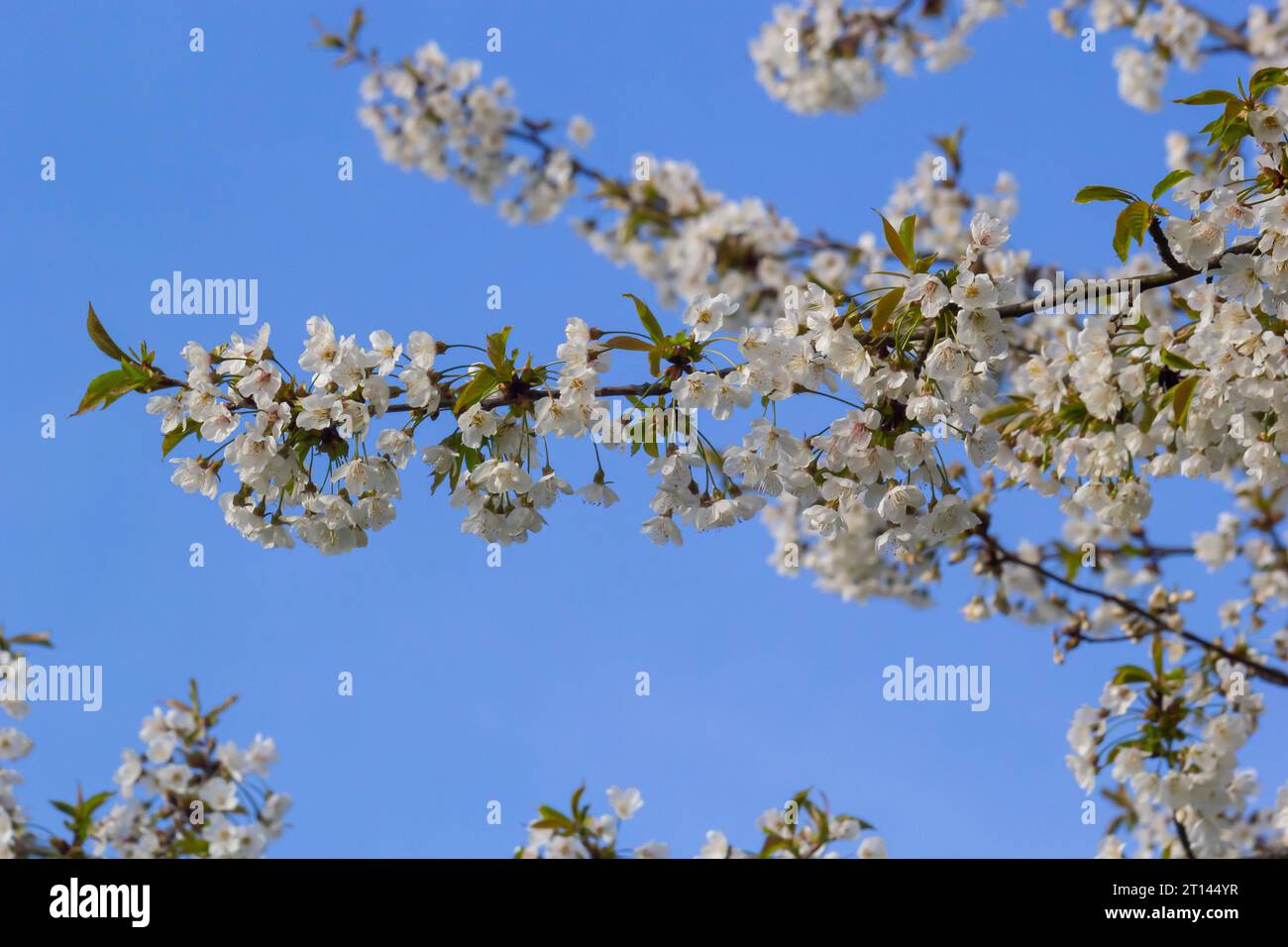 Foyer sélectif de belles branches de cerisiers en fleurs sur l'arbre sous ciel bleu, belles fleurs Sakura pendant la saison de printemps dans le parc, Floral Banque D'Images