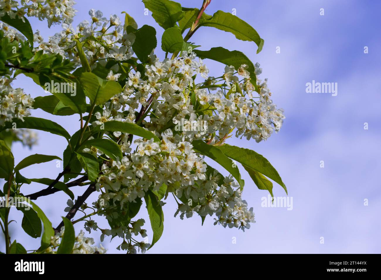 Cerise d'oiseau en fleur, fond de nature de printemps. Fleurs blanches sur branches vertes. Prunus pavus, connu sous le nom d'arbre de baie, de baie ou de Mayday, est un flux Banque D'Images