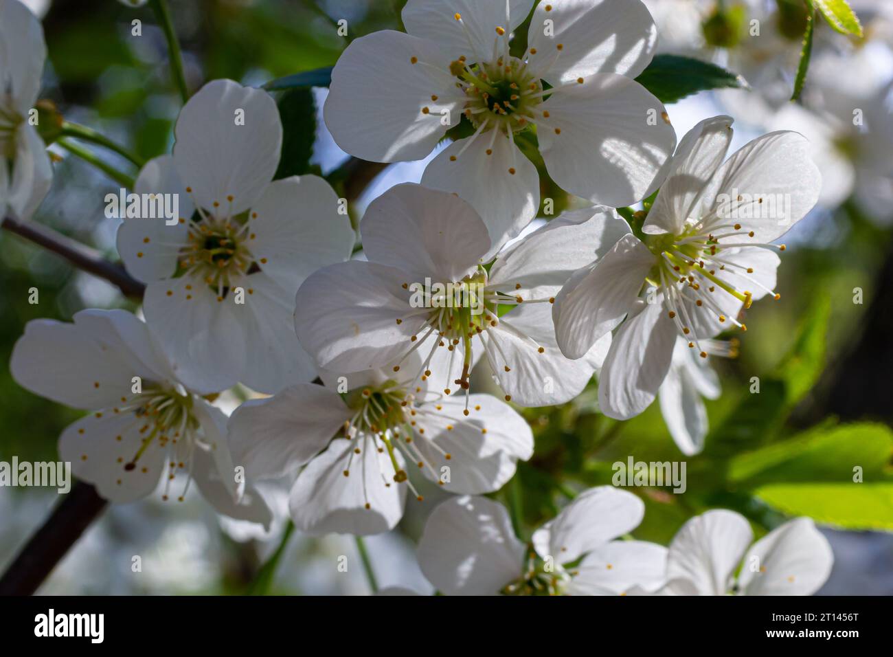 Foyer sélectif de belles branches de cerisiers en fleurs sur l'arbre sous ciel bleu, belles fleurs Sakura pendant la saison de printemps dans le parc, Floral Banque D'Images