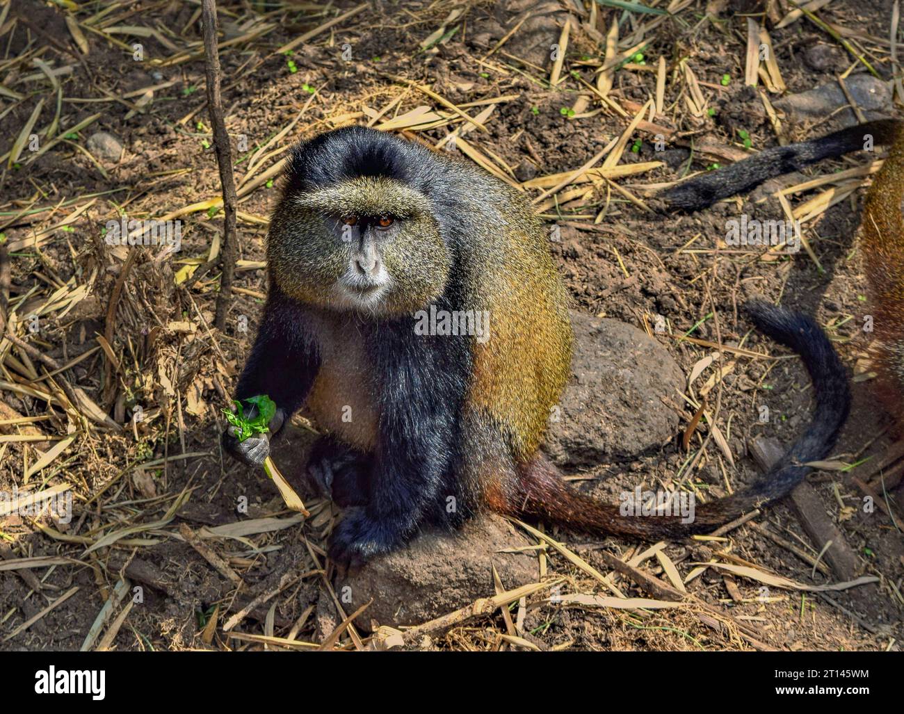 Prise de vue en grand angle montrant un singe doré en Ouganda, en Afrique Banque D'Images