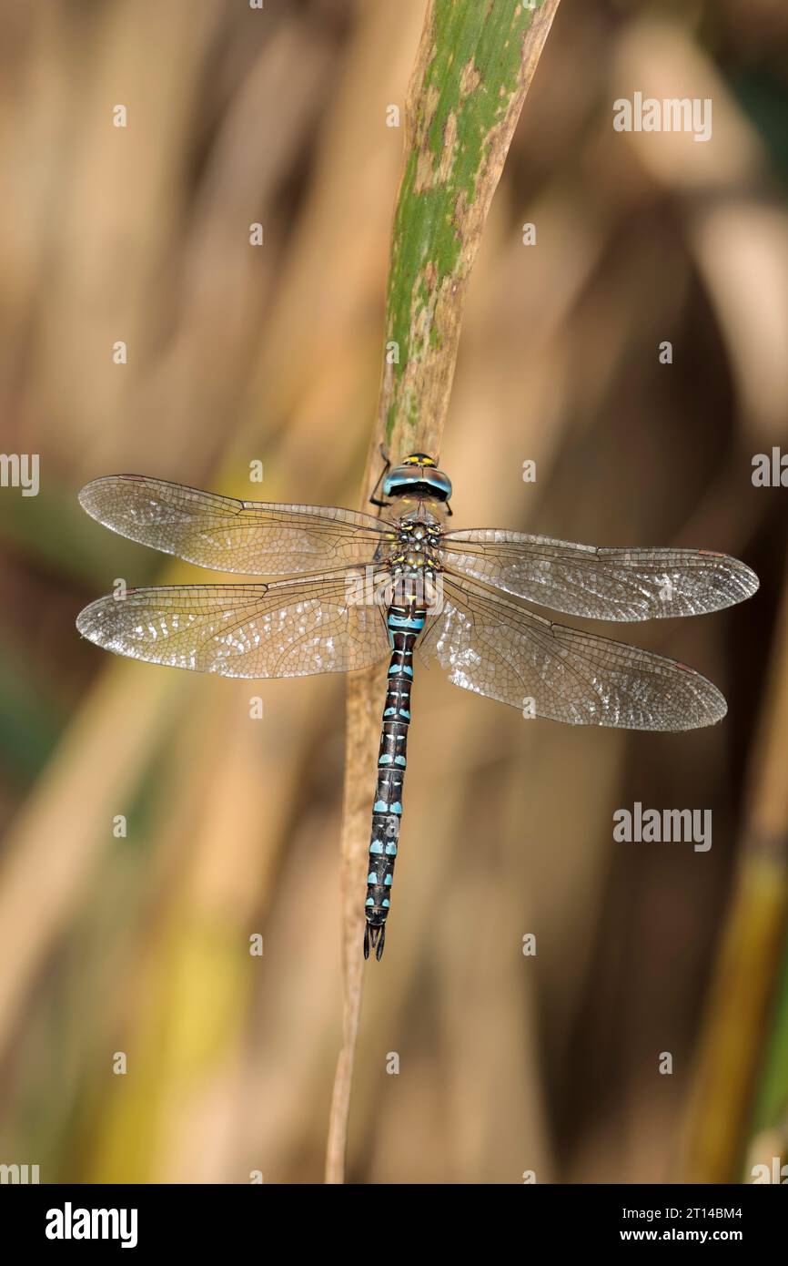 Libellule de faucheuse du sud Aeshna cyanea, bandes bleues mâles sur l'abdomen noir avec des taches vert citron, bandes vertes sur les côtés du thorax et yeux vert bleu Banque D'Images