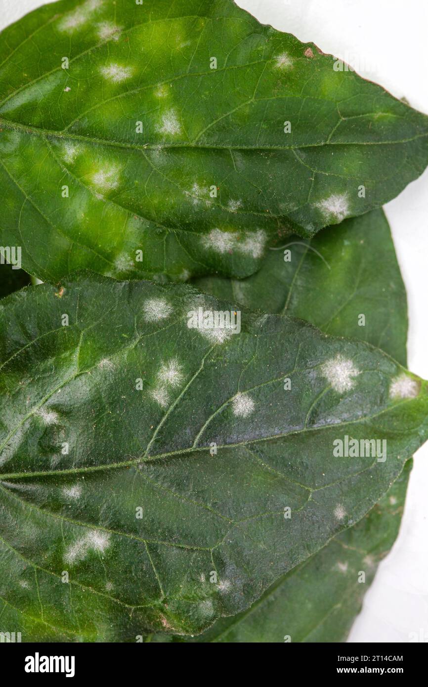 Feuilles de plante à l'oïdium sur blanc Banque D'Images