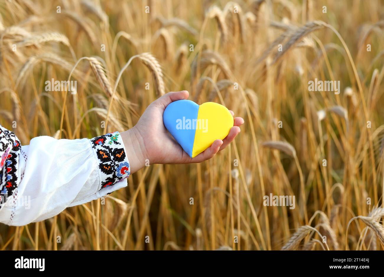Un coeur jaune et bleu et des épillets de blé dans les mains d'un enfant dans une chemise brodée vyshyvanka. Champ de blé au coucher du soleil.jour de l'indépendance de U Banque D'Images