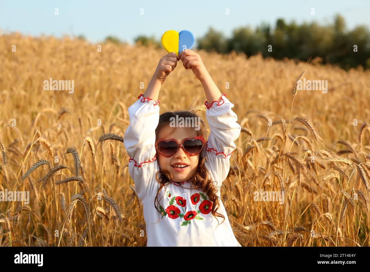 Un coeur jaune et bleu et des épillets de blé dans les mains d'un enfant dans une chemise brodée vyshyvanka. Champ de blé au coucher du soleil.jour de l'indépendance de U Banque D'Images