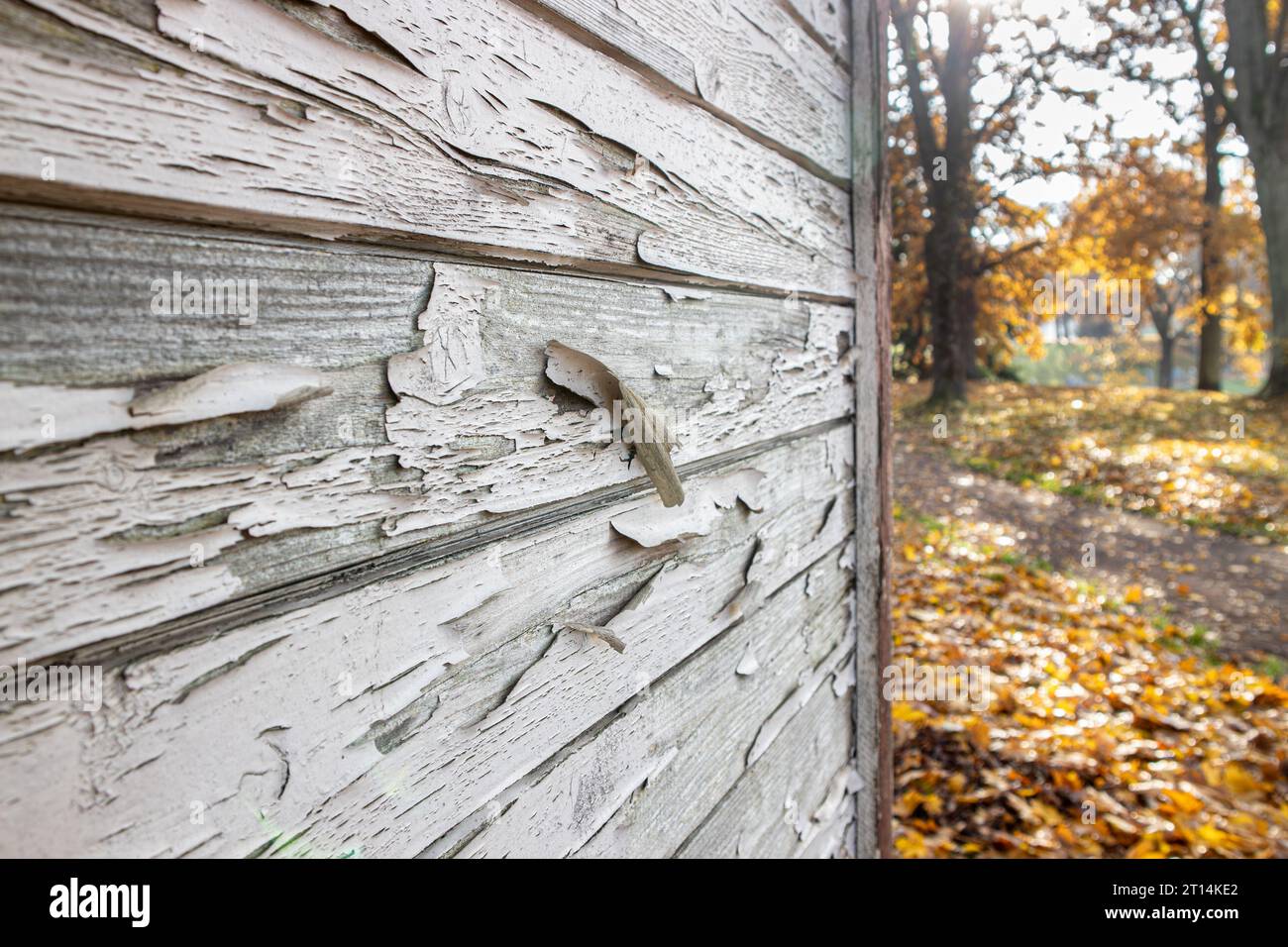 Vue rapprochée de la maison en bois bâtiment mur en bois avec peinture blanche décollant à l'extérieur en automne. Concept d'entretien extérieur de maison en bois. Banque D'Images