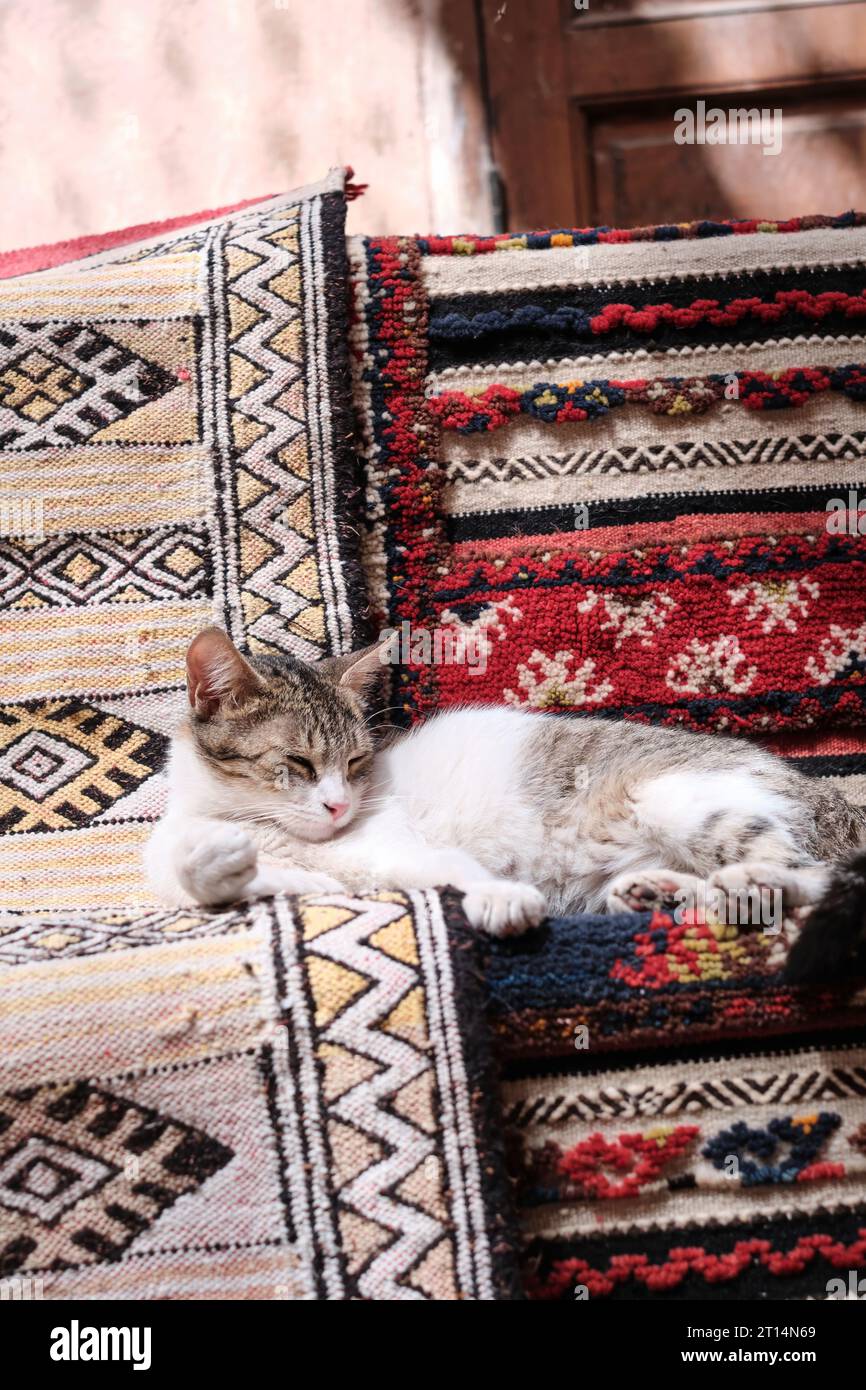Un jeune chat endormi se loge gracieusement sur un banc fait de tapis marocains traditionnels. Banque D'Images