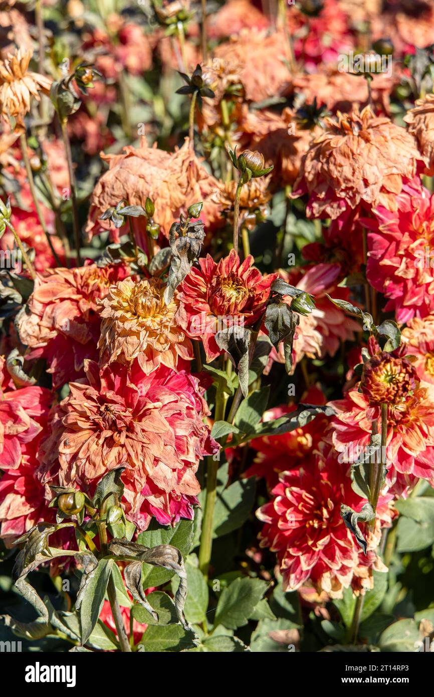 Dahlias mourant après un gel Banque D'Images