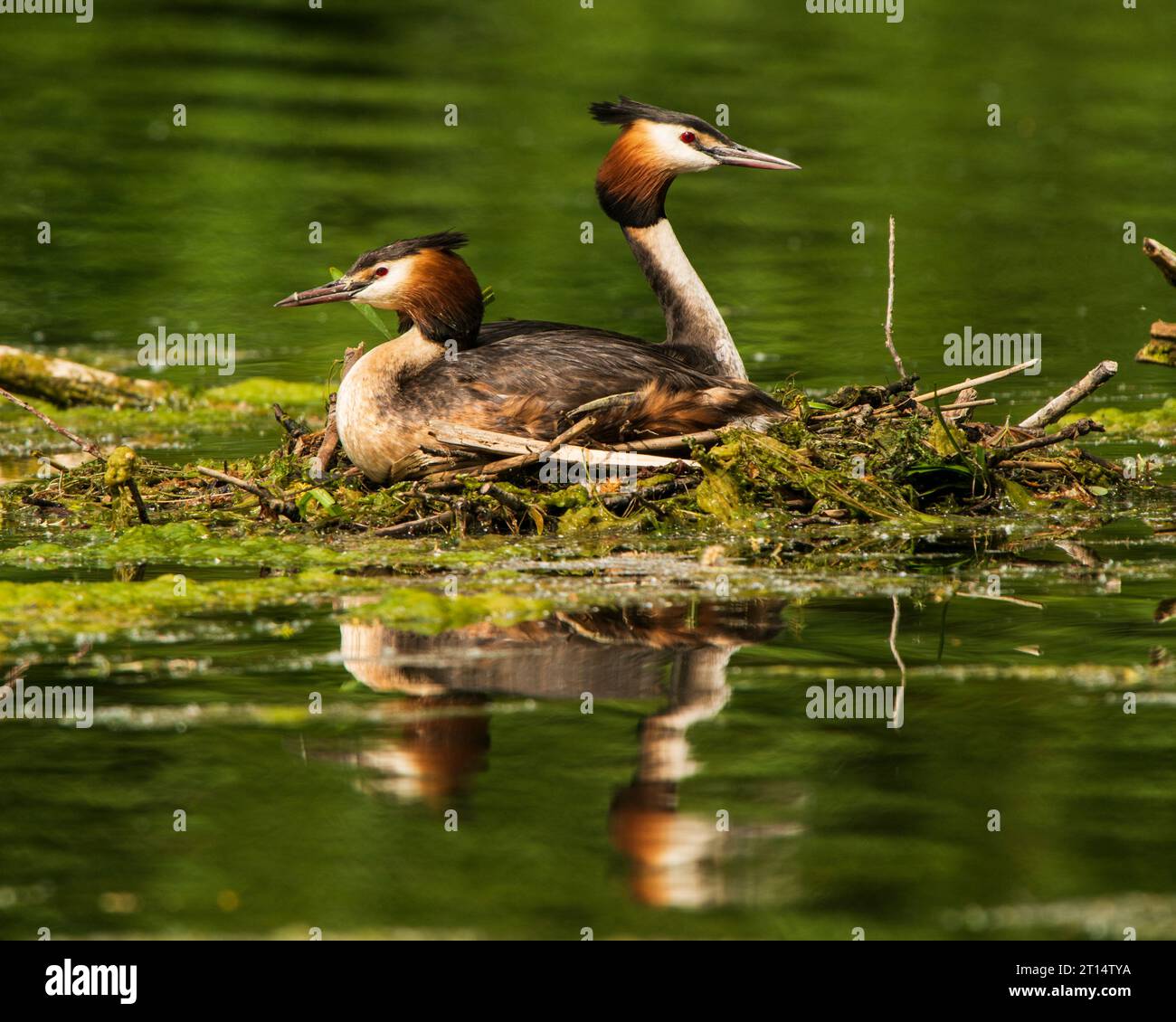 Grest Crested Grebe paire sur Nest Banque D'Images