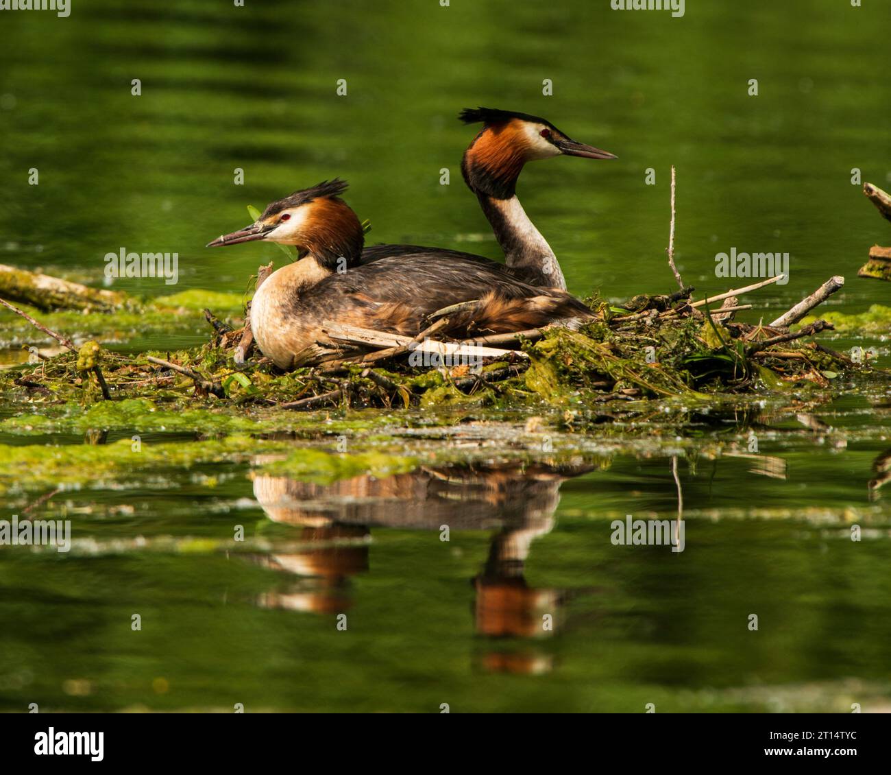 Grest Crested Grebe paire sur Nest Banque D'Images