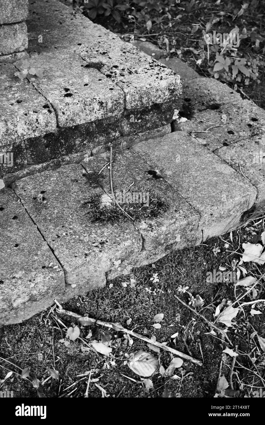 Simples marches en pierre recouvertes de mousse dans un monochrome noir et blanc. Banque D'Images