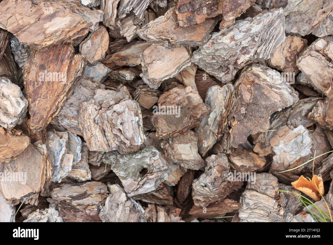 Fond de texture naturelle de l'écorce de pin brun, morceaux de pin gros plan. Banque D'Images