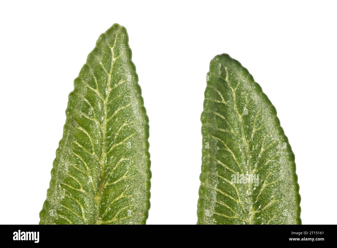 Bracken, Pteridium aquilinum, pinnules montrant des sori le long des bords inférieurs. Les sori sont des organes produisant des spores. Des déchets en Angleterre. Banque D'Images