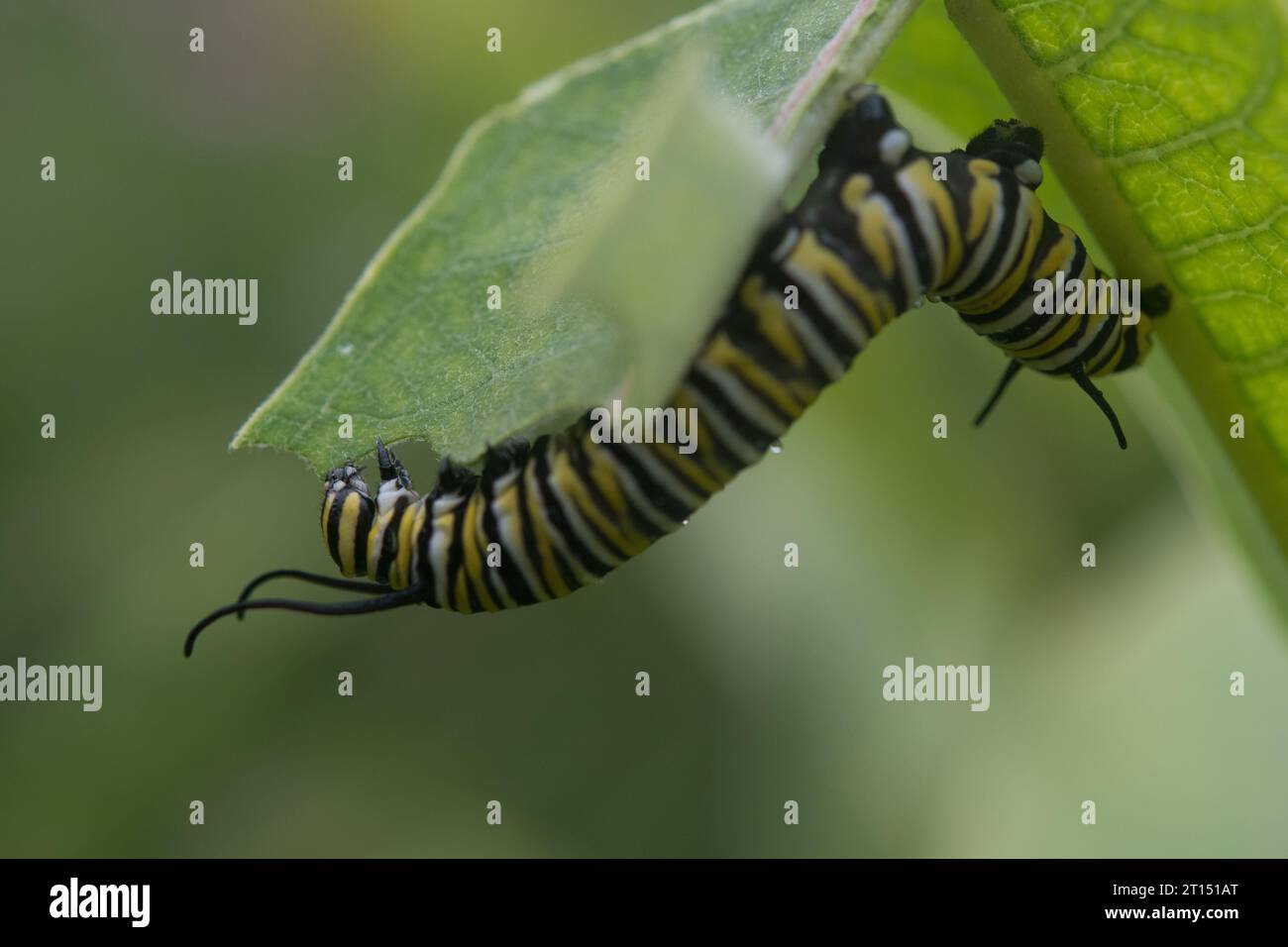 Monarch Butterfly Caterpillar rampant sur une feuille d'herbe à lait et la mangeant Banque D'Images