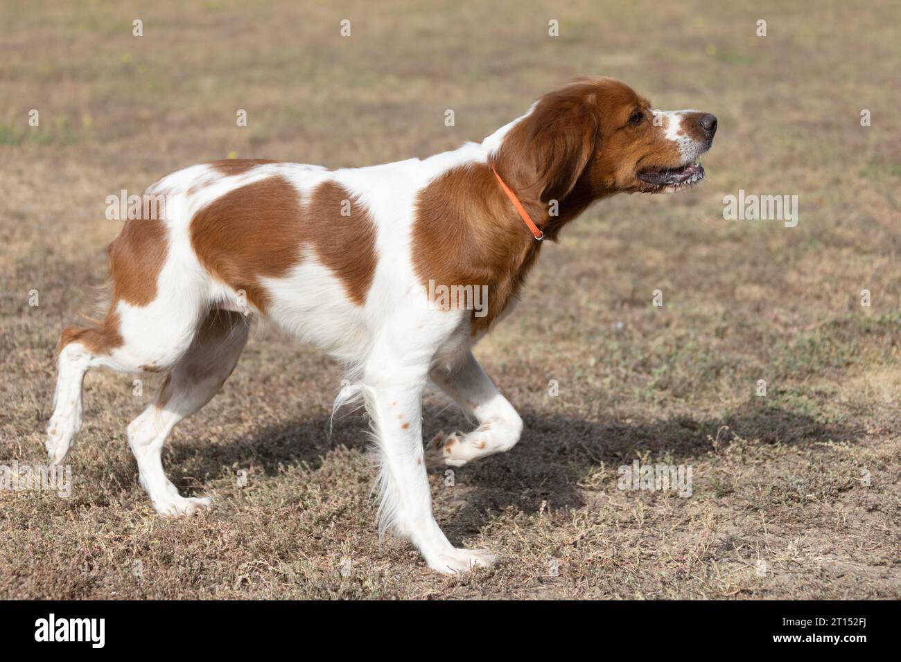 Brittany ePanel Portrait breton de chien en orange et blanc français posant avec la langue traînant et se reposant, courant, allongé dans le champ en été. Britt Banque D'Images