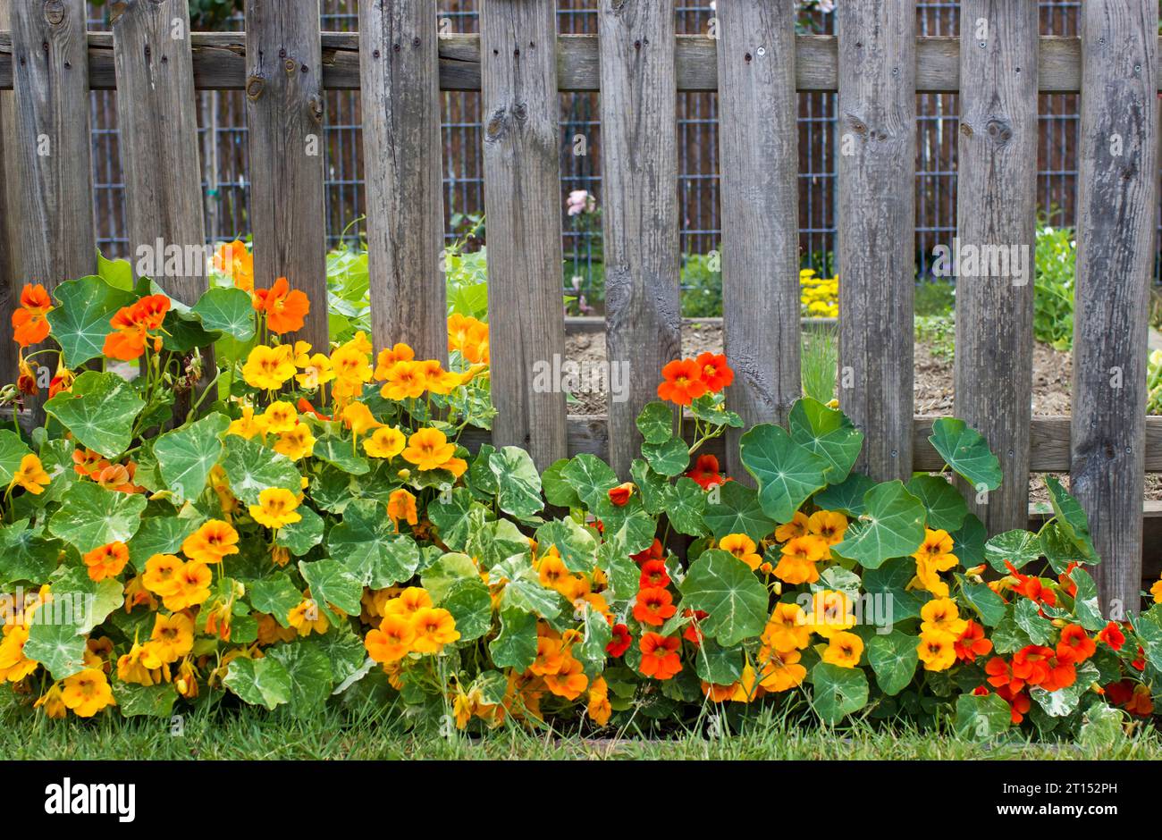 Nasturium fleurit sur la clôture dans le jardin Banque D'Images